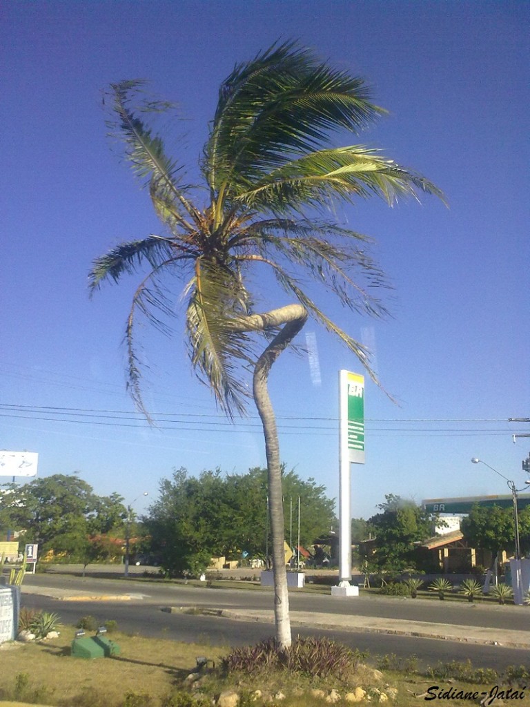 Foto da Semana - Coqueiro --- Guias Tur\u00edsticos